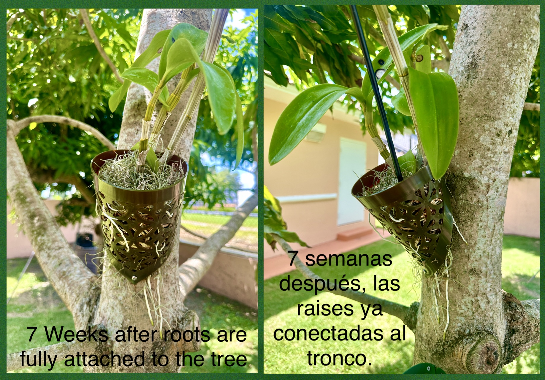 ORQUIDEA 1