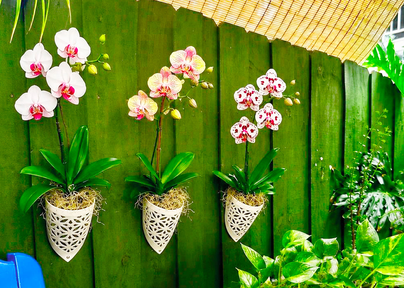 Buddha garden with palms and orchids